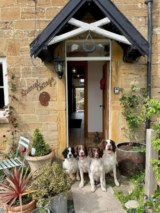 Spaniel Cottage With Views Of Ham Hill, Stoke Sub Hamdon Martock Kültér fotó